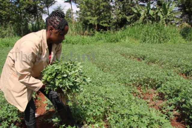 kids snack box bite-sized fruits carrots cucumbers cherry tomatoes fun colorful Kenya
